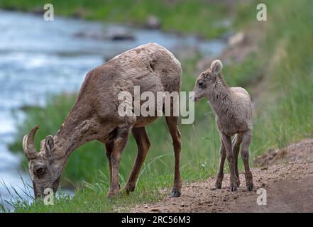 A Big Horn sheep ewe and lamb grazing on grass by the side of a river Stock Photo