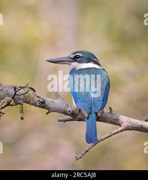collared kingfisher is a medium-sized kingfisher.It is also known as the white-collared kingfisher or mangrove kingfisher. this photo was taken from s Stock Photo