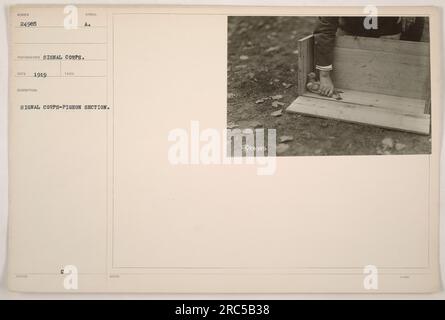 American soldier serving in the Signal Corps-Pigeon Section during World War One. The photograph was taken in 1919 and is labeled as number 24985 in the collection. Stock Photo