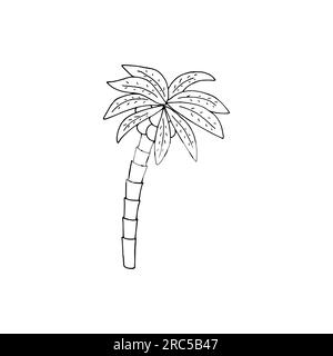 Hand-drawn palm tree with coconuts. Isolated vector illustration on white background Stock Vector