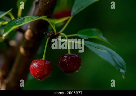 Cherries on tree branch. Close-up of cherries growing on a tree Stock Photo