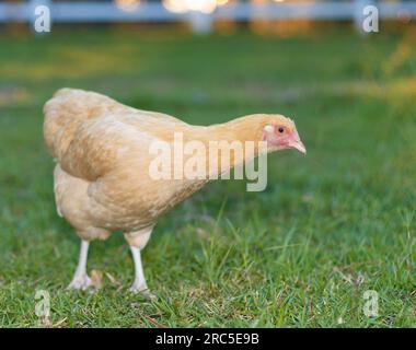 Young chicken hen that is yellow and orange colored that is on a grassy field in North Carolina. Stock Photo