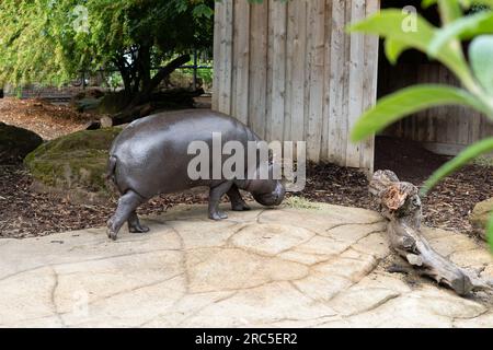 small hippopotamus walking in the zoo Stock Photo