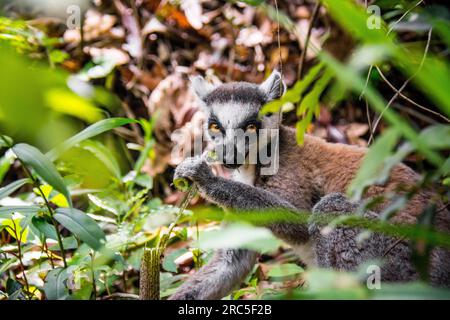 Ring Tailed Lemur, Isalo National Park, Madagascar Stock Photo