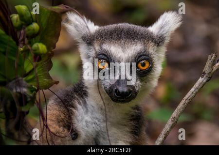 Ring Tailed Lemur, Isalo National Park, Madagascar Stock Photo