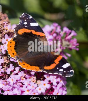 Red Admiral Butterfly Wings Open Stock Photo