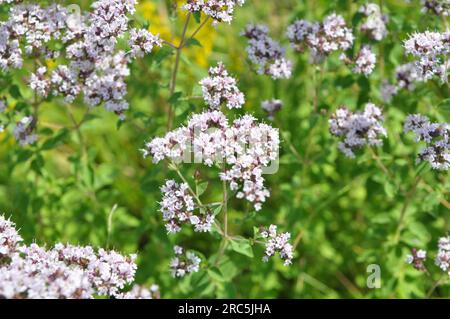 In the wild in the summer flowering oregano (Origanum vulgare) Stock Photo