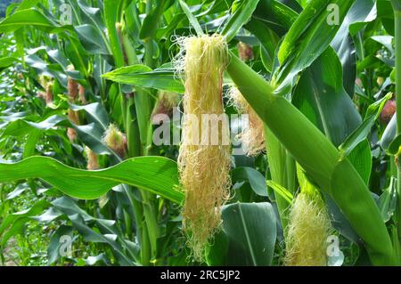 In the summer on a young stalk of corn ripens cob Stock Photo