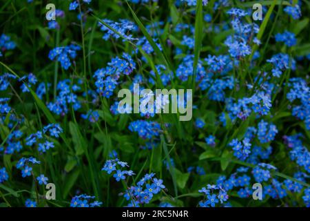 Forget-me-not flower with bright green leaves. Blue flowers on a green background. Blooming flowers nature background Stock Photo
