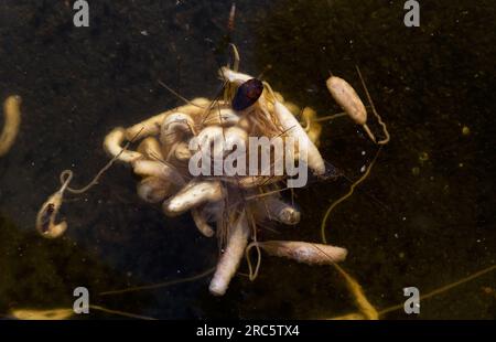 Clumb of larvae of the Rat-tailed maggot in dark, oxygen-poor water Stock Photo