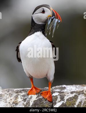 Puffin standing on a rock holding sand eels Stock Photo