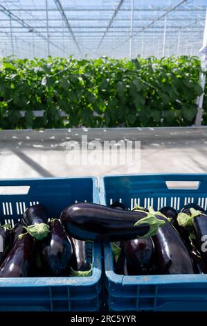 Harvesting of ripe purple eggplants vegetables in Dutch organic greenhouse, eggplants in blue plastic boxes Stock Photo