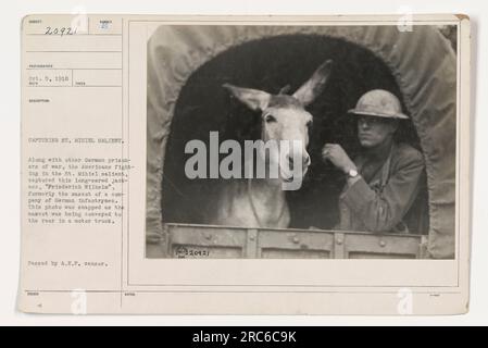 German mascot 'Friederich Wilhelm' is captured by American soldiers along with other prisoners of war in the St. Mihiel salient during World War One. In this photo, the mascot is seen being transported to the rear in a motor truck. The image was taken on October 5, 1918, and was approved by the A.E.P. censor. Stock Photo