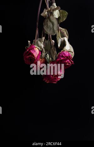 Dry pink roses on a black background, copy space. Bouquet of dead roses directed downwards, close-up. The concept of loneliness, age, sadness, old age Stock Photo