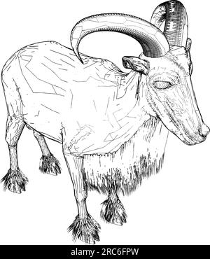 Goat Sheep Vector. Illustration Isolated On White Background. A Vector Illustration Of Goat Sheep. Stock Vector