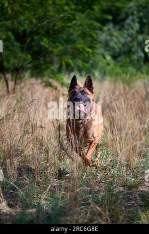 Belgian Malinois Shepherd dog running on dry grass Stock Photo