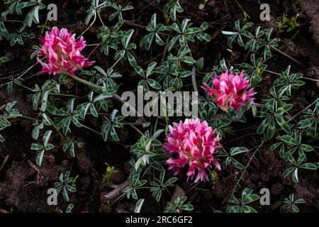 Big Head Clover on Steens Mountain. Oregon Stock Photo