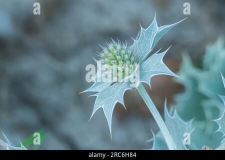 Sea holly flower in plant blooming in summer close up outdoor Stock Photo