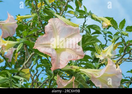 brugmansia suaveolens plant in bloom with blue sky outdoors Stock Photo