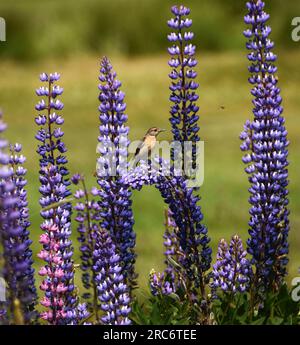 Baramulla, India. 12th July, 2023. Bird rest on the blooming lupine wildflowers at Gulmarg, about 55kms from Srinagar, the summer capital of Jammu and Kashmir on July 12, 2023. (Photo by Mubashir Hassan/Pacific Press) Credit: Pacific Press Media Production Corp./Alamy Live News Stock Photo