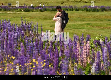 Baramulla, India. 12th July, 2023. Visitors walk past the blooming lupine wildflowers at Gulmarg, about 55kms from Srinagar, the summer capital of Jammu and Kashmir on July 12, 2023. (Photo by Mubashir Hassan/Pacific Press) Credit: Pacific Press Media Production Corp./Alamy Live News Stock Photo