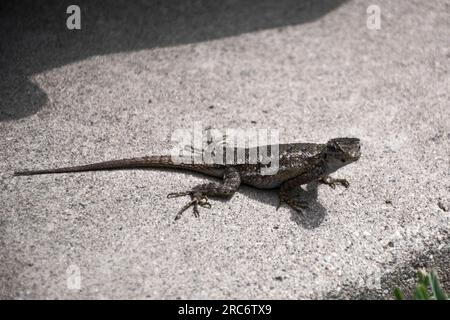 Closeup picture of a small cute brown lizard with a long tail crawling on the ground Stock Photo