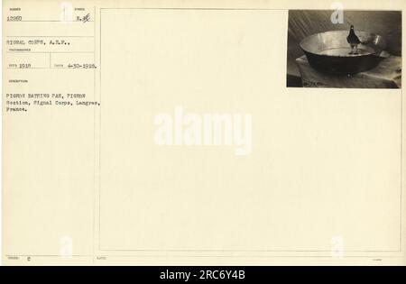 Soldiers of the Signal Corps in Langres, France taking care of carrier pigeons. This photograph, numbered 12260 in the Signal Corps collection, shows a soldier bathing a pigeon in a pan with the symbol C E, symbolizing the Pigeon Section. The picture was taken on April 30th, 1918. PROD 3. Stock Photo