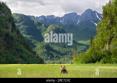 Brown bear in front of mountains Stock Photo