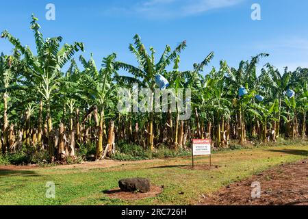 Banana plantation at the renowned Mt Uncle Distillery, Walkamin, Atherton Tablelands, Far North Queensland, FNQ, Australia Stock Photo