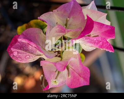 Pink and white Bougainvillea Bracts and tiny white flowers, wet and fresh Stock Photo