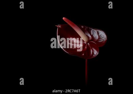 dark red anthurium flower on black background, aka tail flower, flamingo, laceleaf and painter's palette, heart-shaped and air-purifying blossom Stock Photo