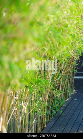 Bamboo forest and green meadow with natural light in blurred form. Green bamboo and bamboo with bokeh in natural forest natural pattern view of leaves Stock Photo