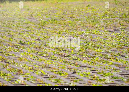 Grass grows through paving slabs. Pattern from the flooring. Bridge ...