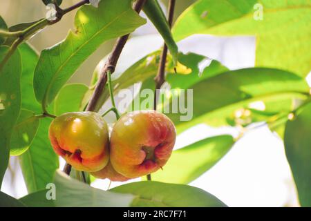 Fresh ripe Java apple hanging on the tree branch full of leaves. Stock Photo