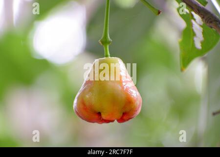 Fresh ripe Java apple hanging on the tree branch full of leaves. Stock Photo