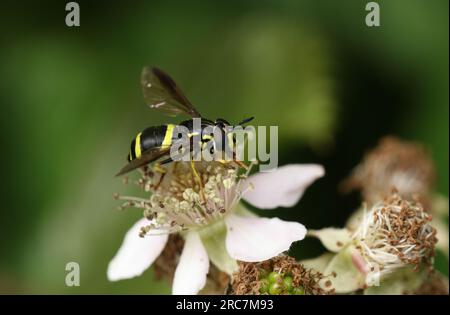 A Two-banded Spearhorn, Chrysotoxum bicinctum, nectaring on a blackberry flower at the edge of woodland. Stock Photo