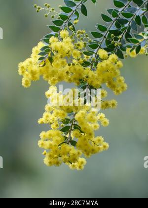 Weeping Acacia Stock Photo