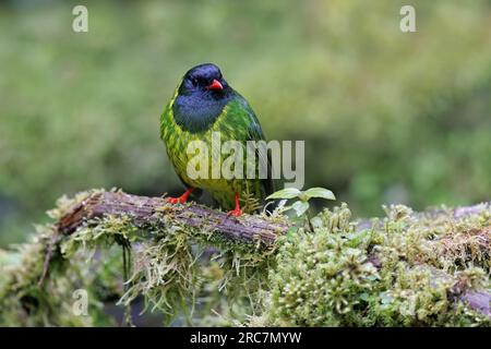 Green-and-black Fruiteater, Mirador de aves El Roble, Caldas, Colombia, November 2022 Stock Photo