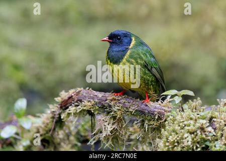 Green-and-black Fruiteater, Mirador de aves El Roble, Caldas, Colombia, November 2022 Stock Photo