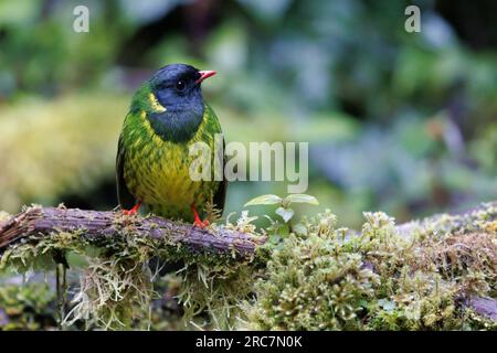 Green-and-black Fruiteater, Mirador de aves El Roble, Caldas, Colombia, November 2022 Stock Photo