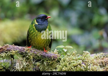 Green-and-black Fruiteater, Mirador de aves El Roble, Caldas, Colombia, November 2022 Stock Photo