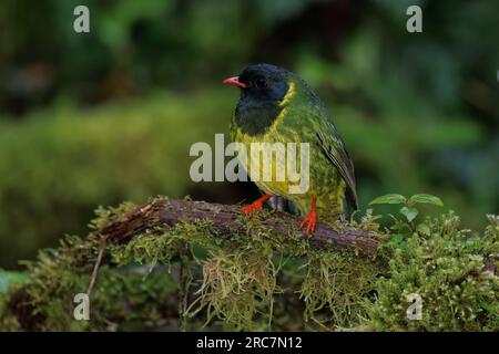 Green-and-black Fruiteater, Mirador de aves El Roble, Caldas, Colombia, November 2022 Stock Photo