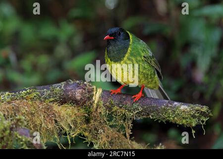 Green-and-black Fruiteater, Mirador de aves El Roble, Caldas, Colombia, November 2022 Stock Photo