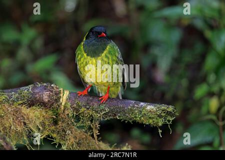 Green-and-black Fruiteater, Mirador de aves El Roble, Caldas, Colombia, November 2022 Stock Photo