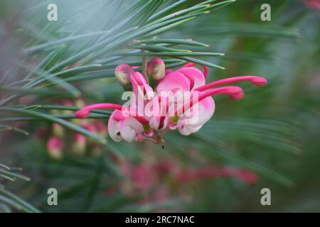 Grevillea Pink Pearl Stock Photo