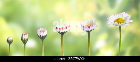 Blooming stages of beautiful daisy flower on blurred background Stock Photo