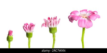 Blooming stages of pink daisy flower on white background Stock Photo