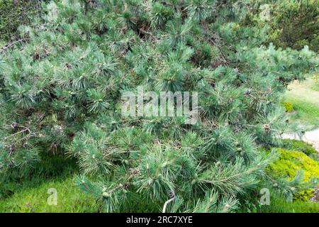 Chinese Red Pine, Pinus tabuliformis var. mukdensis tree Stock Photo