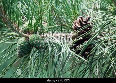 Chinese Pine, Cones, Pinus tabuliformis var. mukdensis Stock Photo