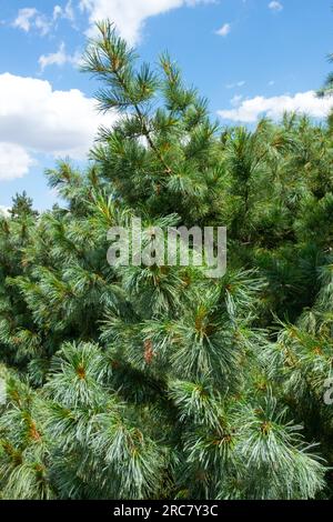 Hakkoda White Pine, Pinus hakkodensis, Tree, Conifer Stock Photo